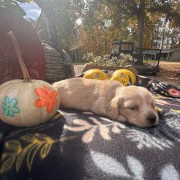 Pearl - Cream female Dachshund puppy in Coal City, Indiana from Angel Blue Dogs