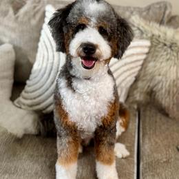 Juneau - Bernedoodle