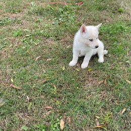 Siberian Husky Puppies from Dacogetic