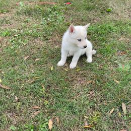 Siberian Husky Puppies from Dacogetic