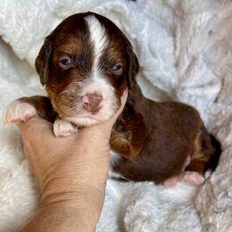 Snickers - Tri-color male Bernedoodle puppy in Superior, Arizona from Mountain Bridge Doodles