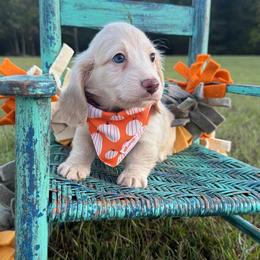 Huxley - Cream male Dachshund puppy in New Albany, Mississippi from Double A. Doxies