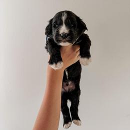 Mack - Black male Sheepadoodle puppy in Wabash, Indiana from DOODCompany