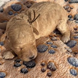 Wyatt Earp - Cream male Poodle puppy in Greenville, South Carolina from Wendy's House Of Poodles LLC