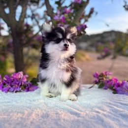 Leo - Black and white male Pomsky puppy in Homeland, California from Lara's Ranch Pomskies
