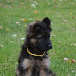 German Shepherd Puppies from GradyHaus