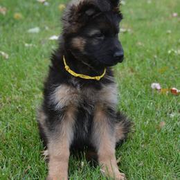 German Shepherd Puppies from GradyHaus