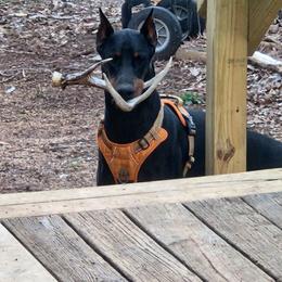 Doberman Pinscher All Grown Up from Morgan Doberman Kennel