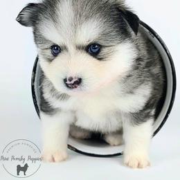 Viking - Wolf sable male Pomsky puppy in Menahga, Minnesota from Mini Pomsky Puppies
