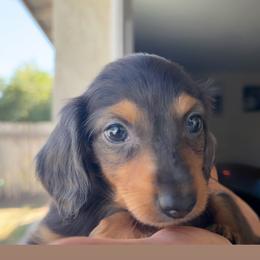 Tom - Blue and tan male Dachshund puppy in Bakersfield, California from KC Doxies