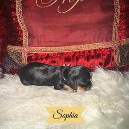 Sophia - Black and tan female Cavalier King Charles Spaniel puppy in Broken Arrow, Oklahoma from Cavalier King Charles Heartland
