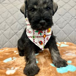 Miniature Schnauzer Puppies from NM Schnauzer Minis