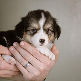 Gabriel - Black and tan male Pembroke Welsh Corgi puppy in South Otselic, New York from Ridge Top Corgis