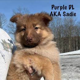 Purple DL AKA Sadie - Sable female German Shepherd puppy in Terra Alta, West Virginia from Shepherd Country Farm and Kennels