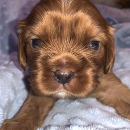 Ruby boy - Peter - Ruby Cavalier King Charles Spaniel puppy in Zion Crossroads, Virginia from Karma's Cavaliers
