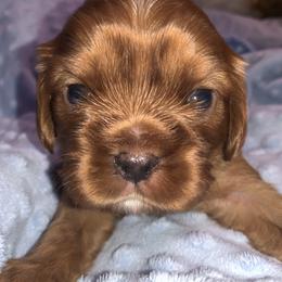 Ruby boy - Peter - Ruby Cavalier King Charles Spaniel puppy in Zion Crossroads, Virginia from Karma's Cavaliers