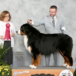 Bernese Mountain Dogs from Tollhaus