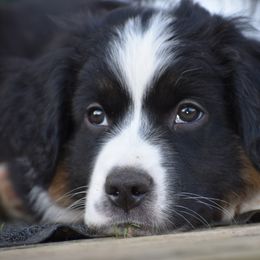 Miniature American Shepherd Puppies from Andaluz Mini American Shepherds