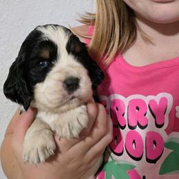 Clarnella - Black white and tan female English Springer Spaniel puppy in Florida from Thunderbird Springers