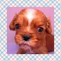 Cavalier King Charles Spaniel Puppies from Adelaide Cottage