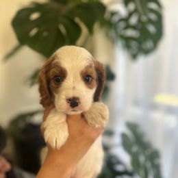 Male 1 - Blenheim male Cavapoo puppy in Sacramento County, California from Sac-Town Poodles and Doodles