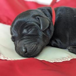 Labrador Retriever Puppies from BAK Forty Ranch