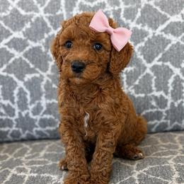 Daisy - Red  female Goldendoodle puppy in Pine Grove, California from Lundee Doodles