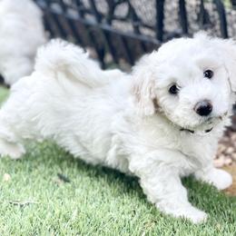 Bichon Frise Puppies from Christen’s Puppy Land