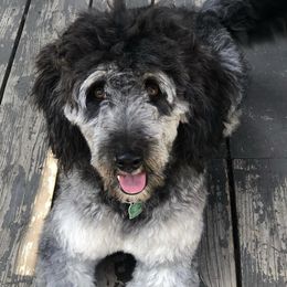 Assorted Doodle Crosses, Aussiedoodles, Bernedoodles, Old English Sheepdogs, and Poodles from Mountain Peak Doodles