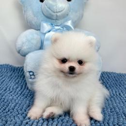Swiss - White male Pomeranian puppy in Concord, California from Eelan’s Poms