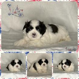 Luka - Black and white male Shih Tzu puppy in Yelm, Washington from Lala's All Star Shih Tzu