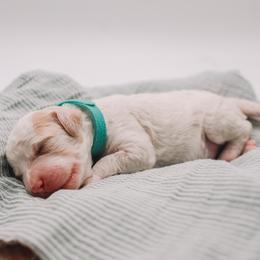 Teal Boy - Cream male Cavapoo puppy in Mckinney, Texas from Doodles of North Tx