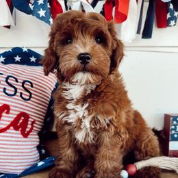 Goldendoodle puppies from Pedersendoodles