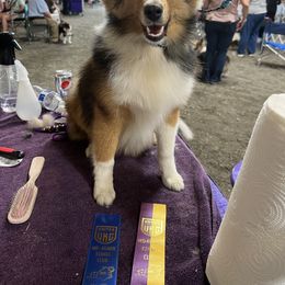 Shetland Sheepdog Puppies from Southern Charm Sheltie’s