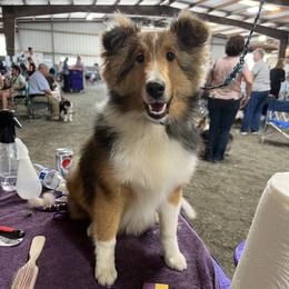 Shetland Sheepdog Puppies from Southern Charm Sheltie’s