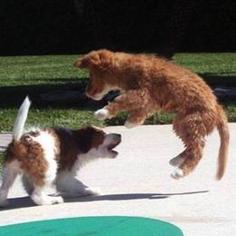 Nederlandse Kooikerhondje and Nova Scotia Duck Tolling Retriever All Grown Up from Hartenzoul