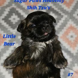 Little Bear 7th born - Brindle male Shih Tzu puppy in Havelock, North Carolina from Sugar Paws Heavenly Shih Tzu’s