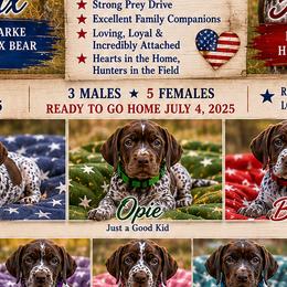 German Shorthaired Pointers from Highpointer German Shorthair Pointers