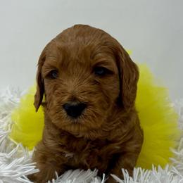 Yellow Female - Apricot female Goldendoodle puppy in Great Falls, Montana from Montana Goldendoodles
