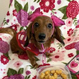 Ethel - Red female Dachshund puppy in Mobile, Alabama from Katrina's Dachshunds