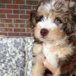 Mufasa - Red merle male Aussiedoodle puppy in Rainbow City, Alabama from Creek Bend Farm