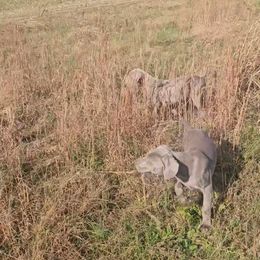 Weimaraner Puppies from So-IN Weimaraner's