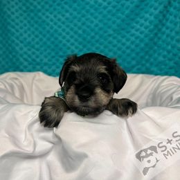 Miniature Schnauzer Puppies from S & S Miniature Schnauzer
