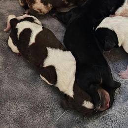Chocolate pie boy 3100 - Piebald male Dachshund puppy in Herald, California from Bluegum Dachshunds