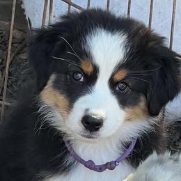Paiute - Black tri-color female Australian Shepherd puppy in San Jose, California from Dirty Laundry Australian Shepherds