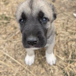 Girl 1 - Fawn female Turkish Boz Shepherd puppy in Steamboat Springs, Colorado from Emerald Mtn Ranch LLC