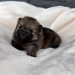 Pepper - Wolf sable female Pomeranian puppy in Goodyear, Arizona from AZ Royal Doxies llc