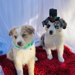 Australian Shepherd Puppies from Topaz Aussie’s