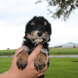 Boy 3 - Bernedoodle puppy in New Weston, Ohio from Buschur Bernedoodles