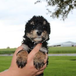Boy 3 - Bernedoodle puppy in New Weston, Ohio from Buschur Bernedoodles